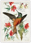 Hummingbird Flower Blank Postcard