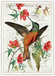 Hummingbird Flower Blank Postcard