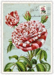 Rose Striped Blank Postcard