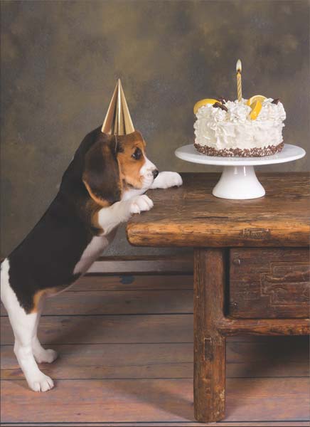 Dog Cake - Birthday Card 