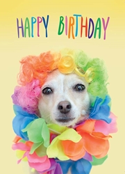 Dog Boa - Birthday Card 