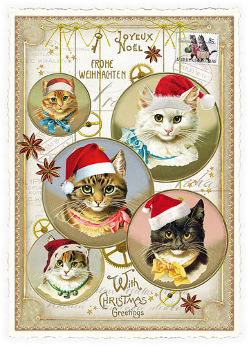 Xmas Cats Postcard